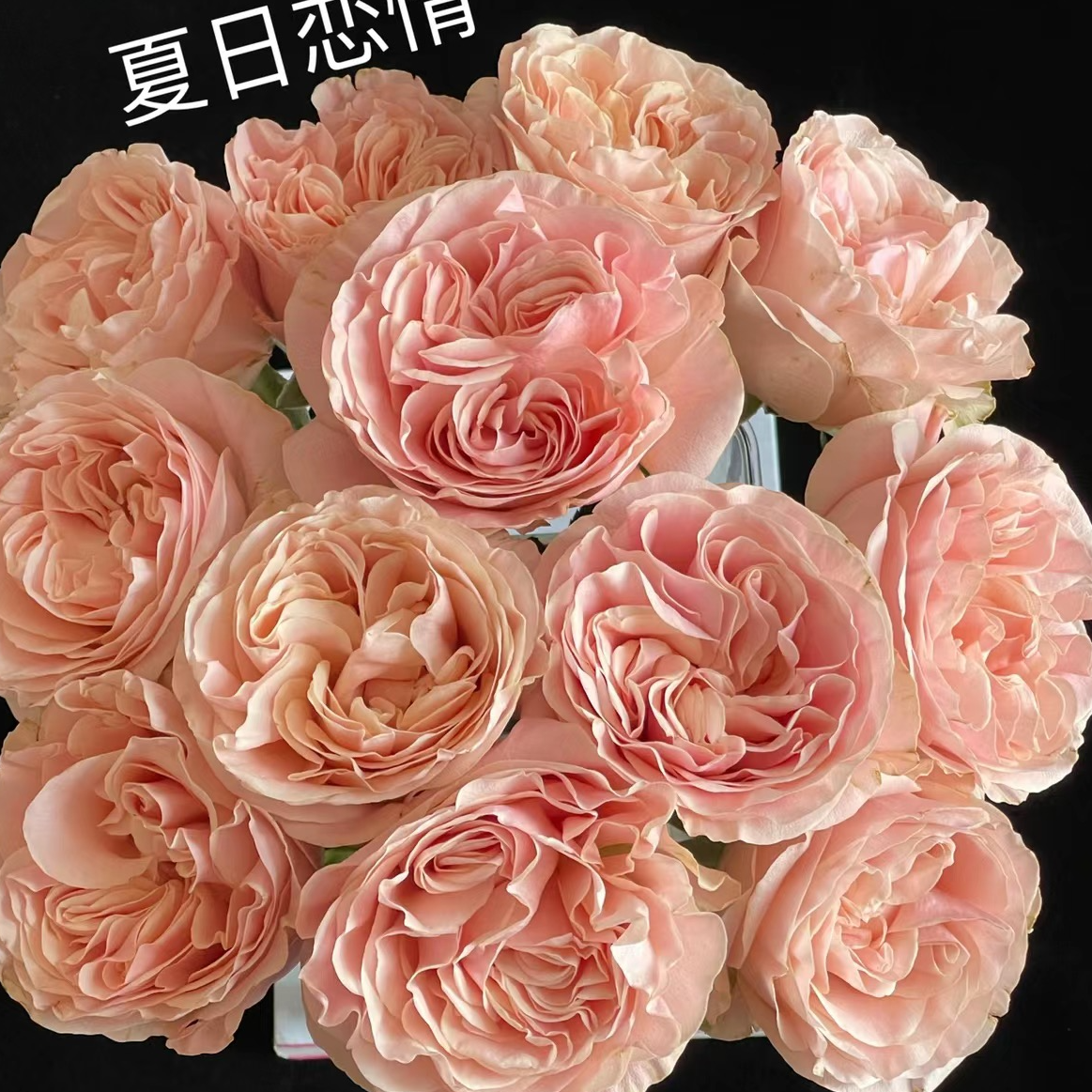 夏日恋情玫瑰-高等级/全场1单包邮送货上门/满2单升级顺丰包邮
