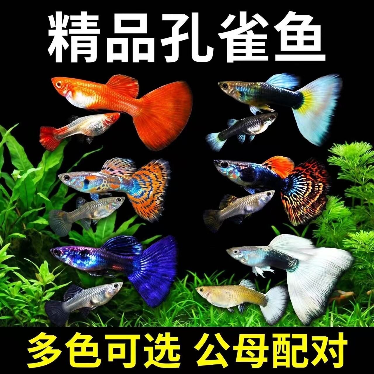 爆款孔雀鱼宜新手耐活好养易繁殖图片