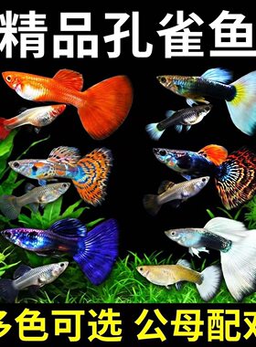 爆款孔雀鱼宜新手耐活好养易繁殖