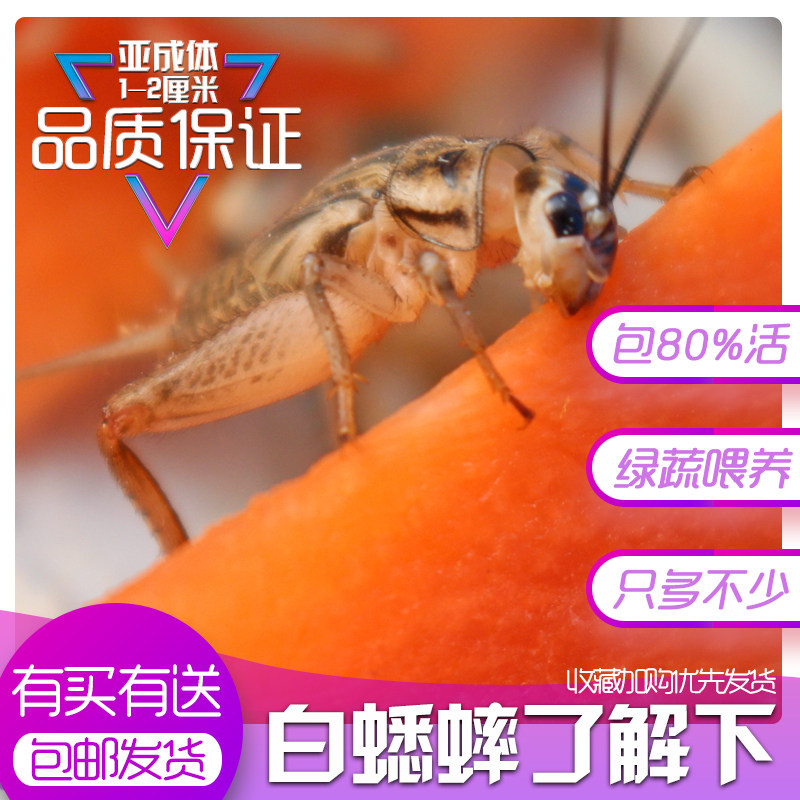 油葫芦针头白蟋蟀活物蛐蛐龙鱼角蛙豹纹守宫鬃狮蜥蜴蟋蟀饲料包邮|ruв категории животное/Животное питание и принадлежностей, аквариум мира, декоративные рыбы кормов - от Buy2taobao.com для оказания профессиональной услуги покупки агента Taobao