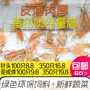 松狮蜥蜴针头蟋蟀活物金龙鱼饲料鬃狮粮蛐蛐守宫油葫芦白蟋蟀饲料