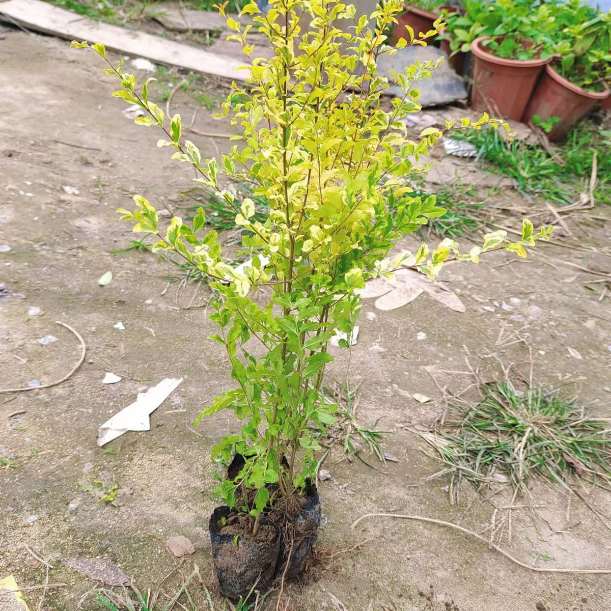 亮晶女贞球花园点缀庭院种植盆栽耐寒亮晶女贞四季常青室外棒棒糖