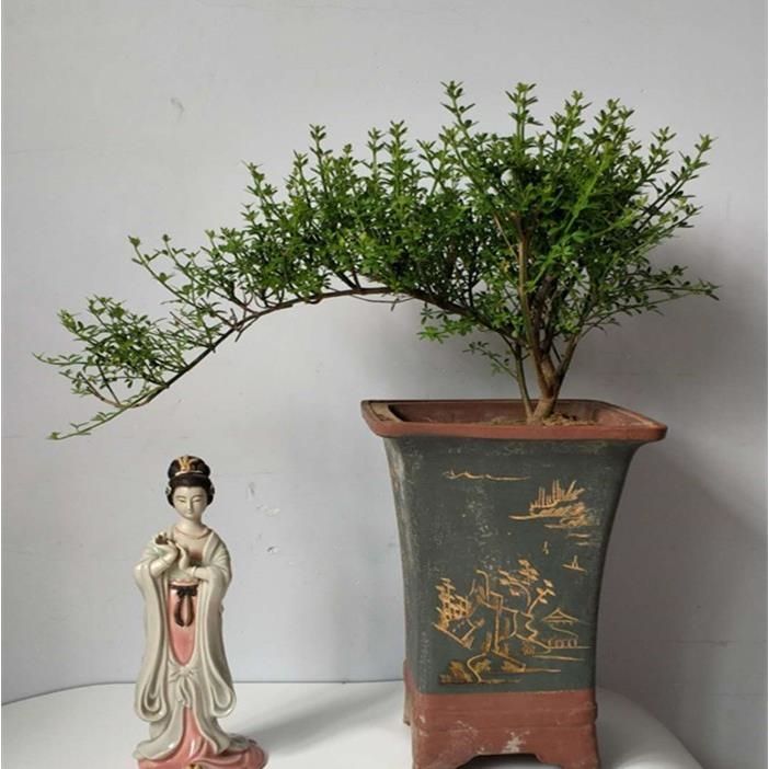 迎春花苗盆景老桩长报春花探春客厅庭院桌面观赏木本花卉耐寒盆栽