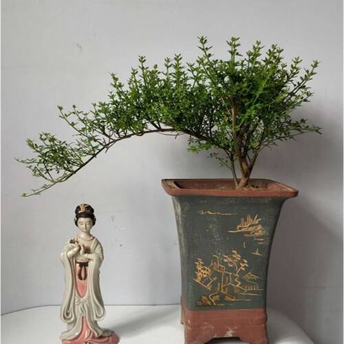 迎春花苗盆景老桩长报春花探春客厅庭院桌面观赏木本花卉耐寒盆栽