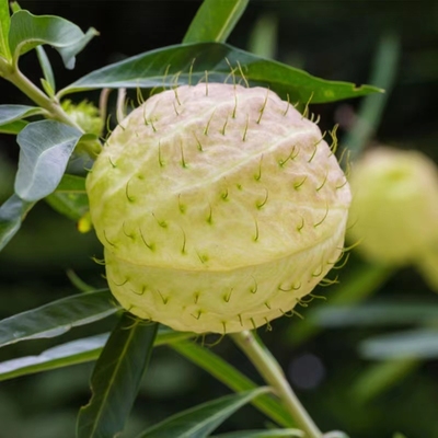 唐棉钉头气球河豚风船神奇植物