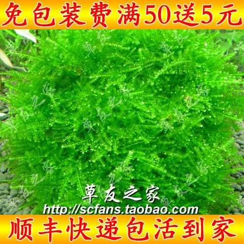 阴性水草莫斯摩丝三角珊瑚火焰