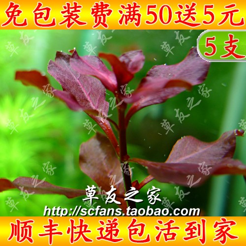 自养水中叶水草紫红玫瑰丁香后景图片