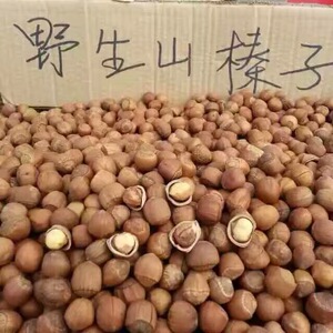 东北 特产农副产品伊春大粒山榛子手拍开口笨炒熟拍四发五货坚果