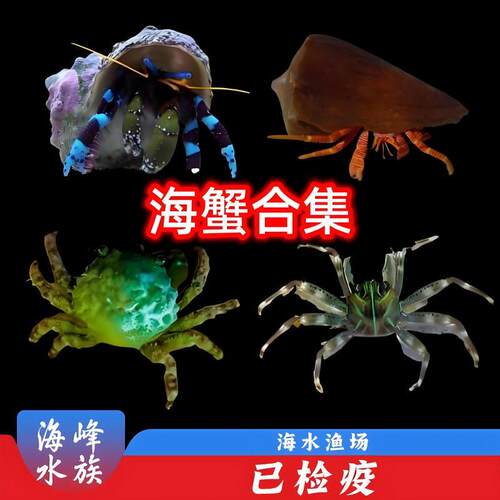 吃藻活体小丑鱼水族寄居蟹