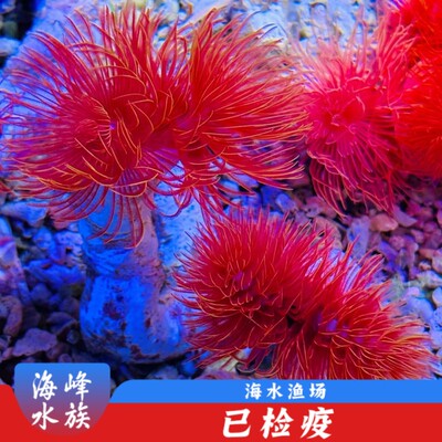 海峰水族印尼小丑鱼软体珊瑚