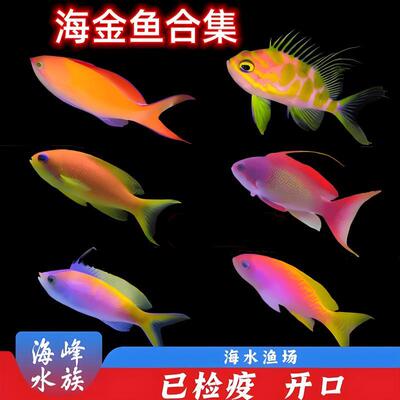 紫罗兰珊瑚缸活体小丑鱼