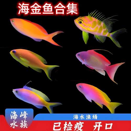 紫罗兰珊瑚缸活体小丑鱼