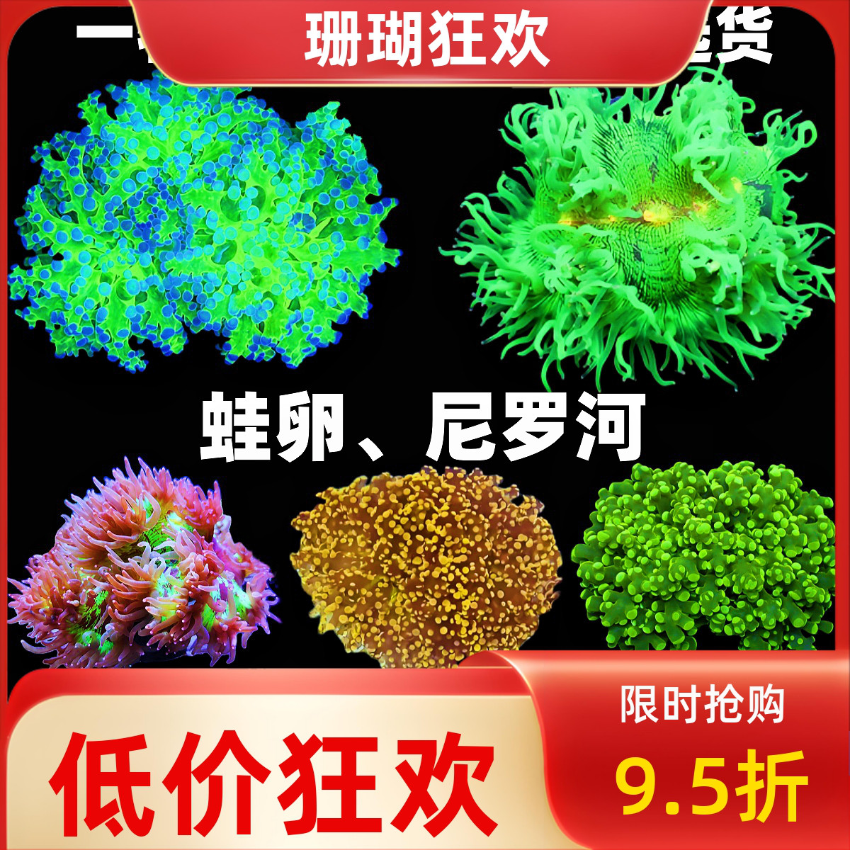 彩点尼罗河墨绿花瓶玫瑰金蛙卵珊瑚澳洲双色提子LPS海水鱼缸活体