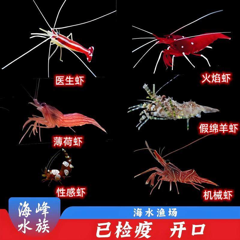 海虾海蟹类合集医生虾火焰薄荷假绵羊虾蓝脚寄居蟹海水鱼活体观赏