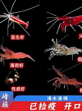 海虾海蟹类合集医生虾火焰薄荷假绵羊虾蓝脚寄居蟹海水鱼活体观赏