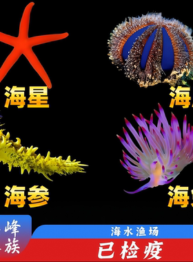 海星海参海胆海兔合集蓝礼服黄金翻砂沙海水鱼活体珊瑚观赏鱼