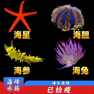 海星海参海胆海兔合集蓝礼服黄金翻砂沙海水鱼活体珊瑚观赏鱼