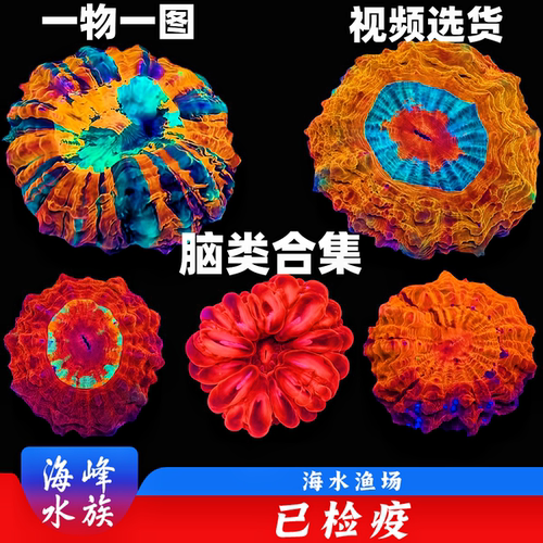 图选彩色富士脑类合集珊瑚