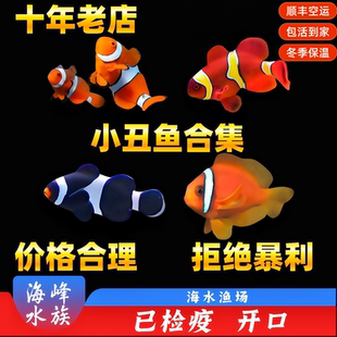 10年老店人工公子小丑鱼双带红番茄金透红熊猫海水鱼观赏鱼活体