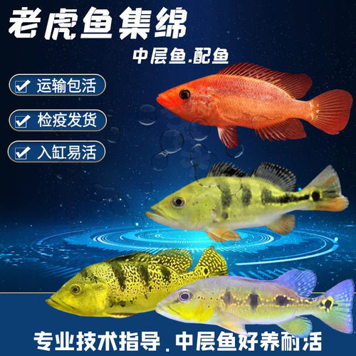 鱼活体鱼观赏鱼金玉满堂红老虎鱼
