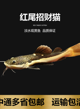 清道夫吃藻类垃圾鱼缸清理