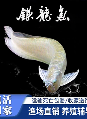 银龙鱼活鱼观赏鱼龙鱼热带鱼黄化鱼红龙鱼龙鱼活体淡水鱼龙鱼配鱼