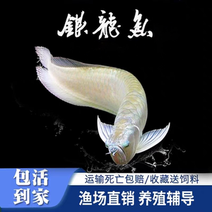 银龙鱼活鱼观赏鱼龙鱼热带鱼黄化鱼红龙鱼龙鱼活体淡水鱼龙鱼配鱼