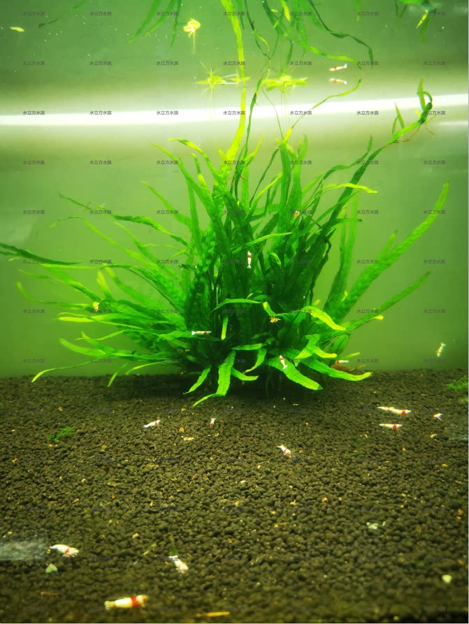 真水草丹麦细叶铁莫斯皇冠霸王黑木蕨水下叶活体阴性阳性水草椒草