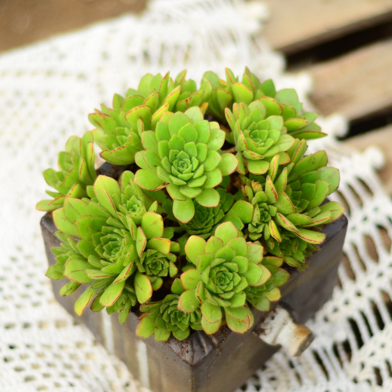 多肉植物法师冰羽梅克 法师莲花掌系列 自家大棚盆栽室内盆景新品在类目 鲜花速递/花卉仿真/绿植园艺, 花卉/绿植盆栽（新）, 多肉植物中 - 来自Buy2taobao.com提供专业的淘宝代购服务