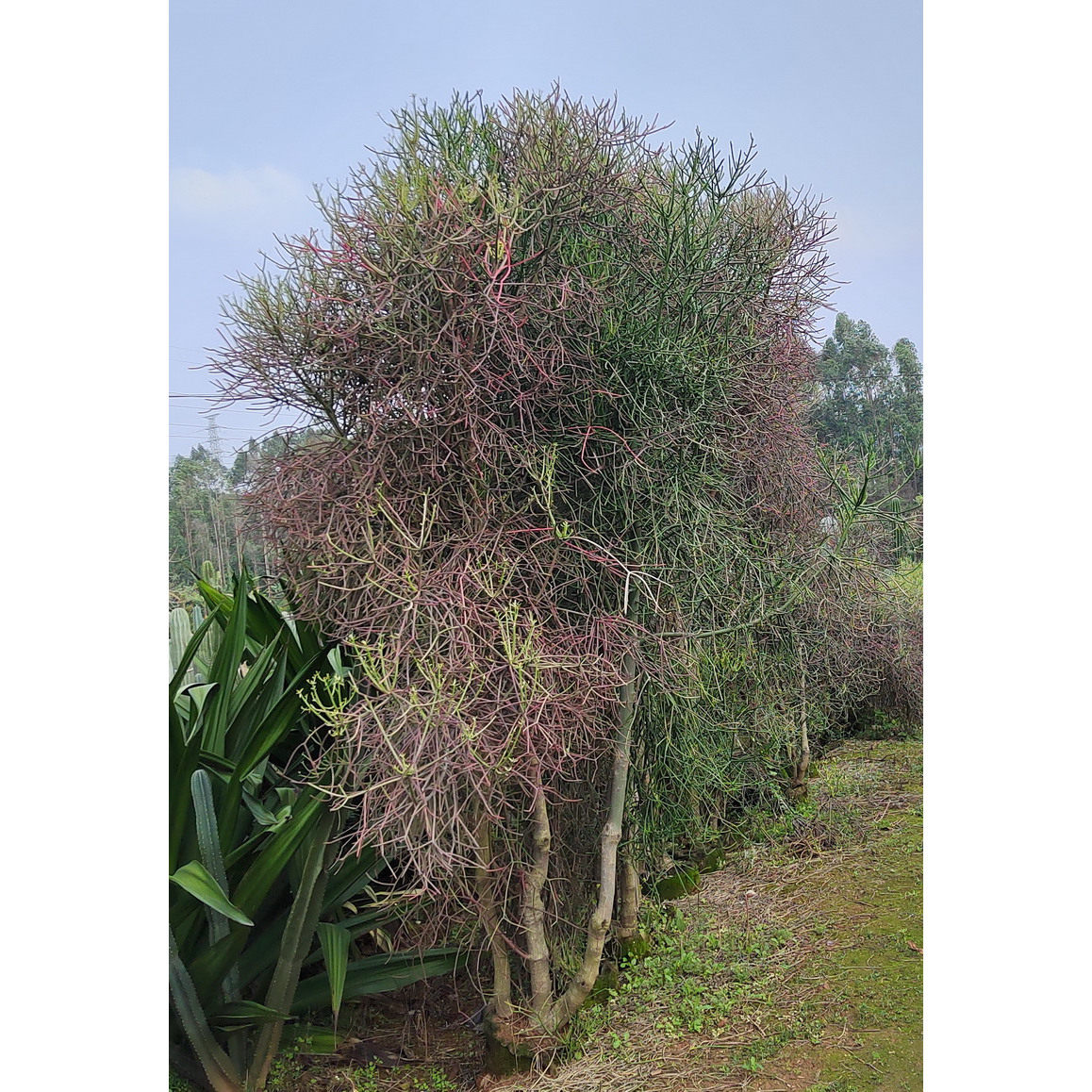 五彩玉树五彩变异品种多肉植物