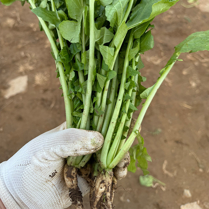 新鲜蔬菜农家萝卜菜叶子小白萝卜梗缨子萝卜苗黄菜萝卜缨3斤包邮