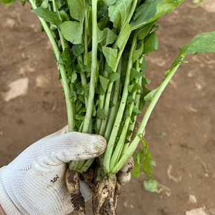 新鲜蔬菜农家萝卜菜叶子小白萝卜梗缨子萝卜苗黄菜萝卜缨3斤包邮