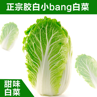 山东特产正宗胶白胶东小邦大白菜黄心大白菜新鲜蔬菜5斤甜白菜