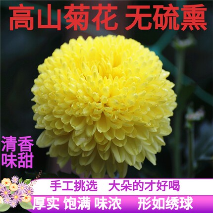 菊花黄山特大徽州金丝皇菊一朵一杯大朵绣球礼盒皇菊黄菊花胎菊