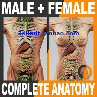 3D男女人体医学模型obj fbx格式 带贴图支持3Dmax C4Dsketchup glb