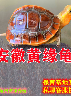 纯种安缘龟活体闭壳原种黄缘苗观赏草龟半水龟镇宅幼龟乌龟宠物龟