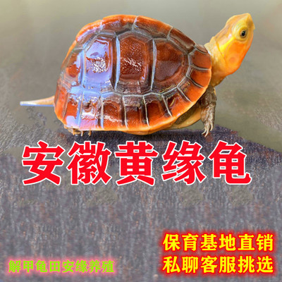 纯种原种安徽黄缘龟闭壳龟