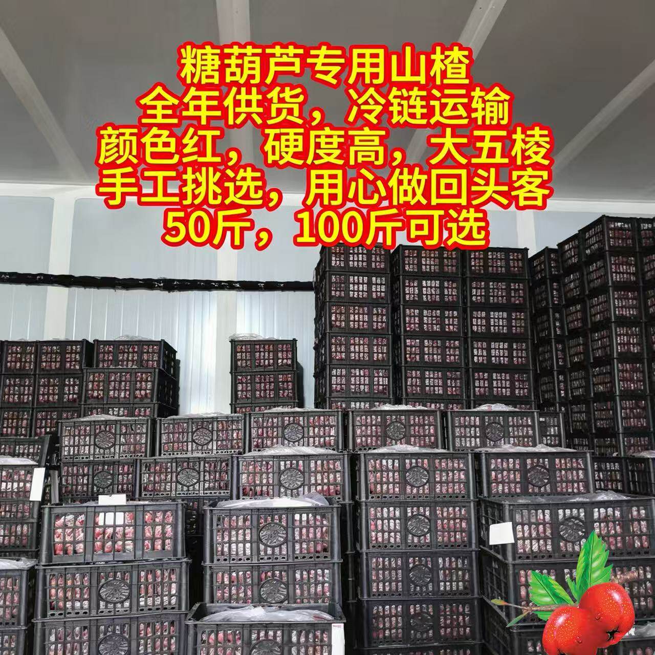 山楂批发糖葫芦专用大五棱山楂果全年供货冷链运输