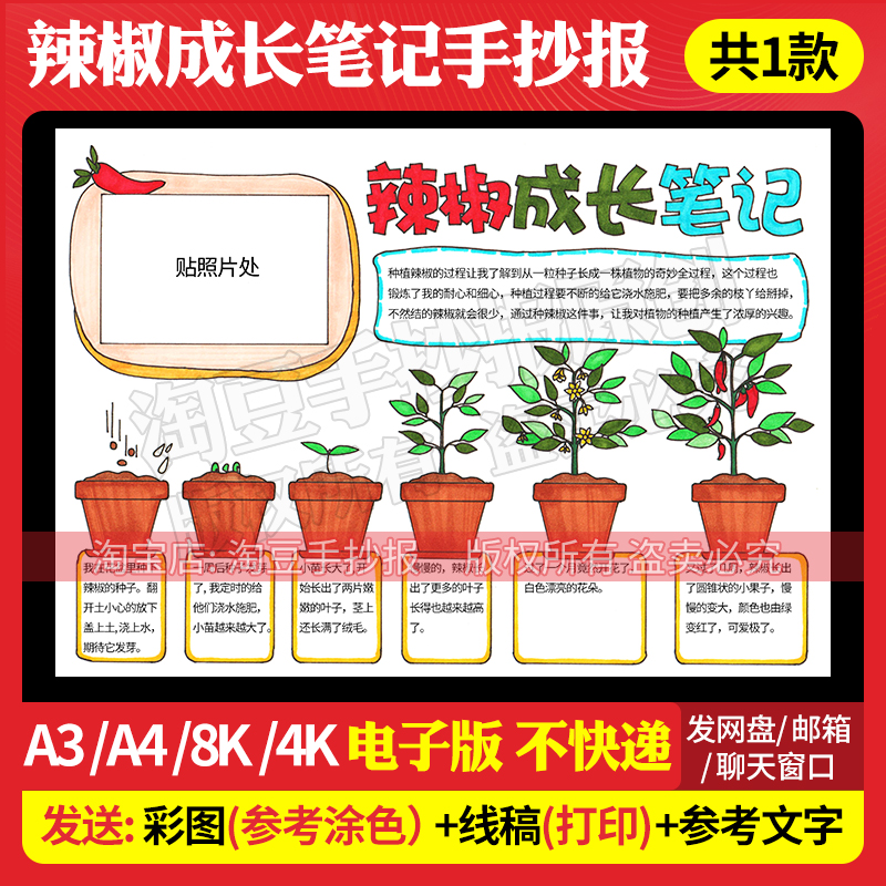 辣椒成长自然笔记手抄报模板植物观察生长日记电子版线稿打印200