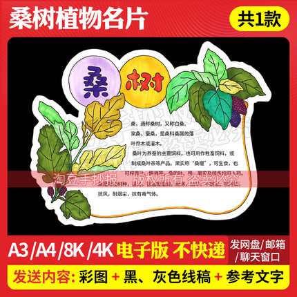801桑树桑叶趣味卡片手抄报模板植物观察自然笔记电子版线稿打印