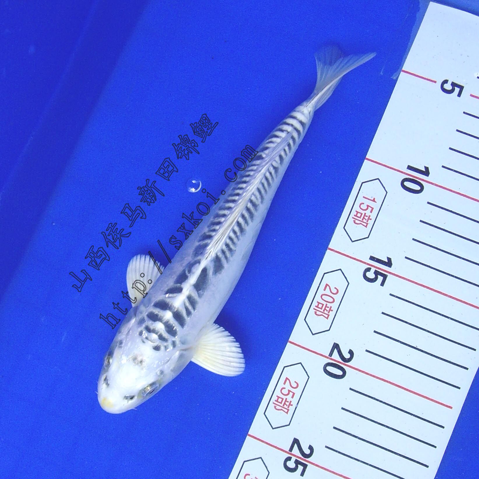 15-25cm德系银松叶锦鲤鱼苗 日本锦鲤包活观赏鱼风水鱼招财鱼