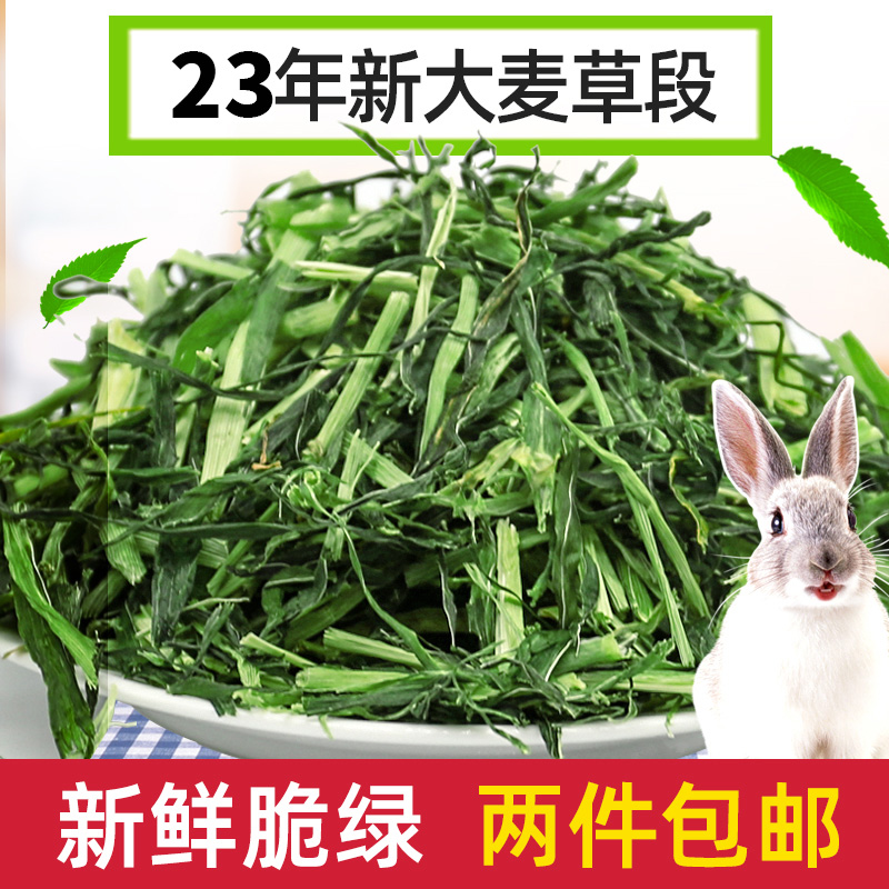 【叶绿杆少】新鲜营养大麦草段