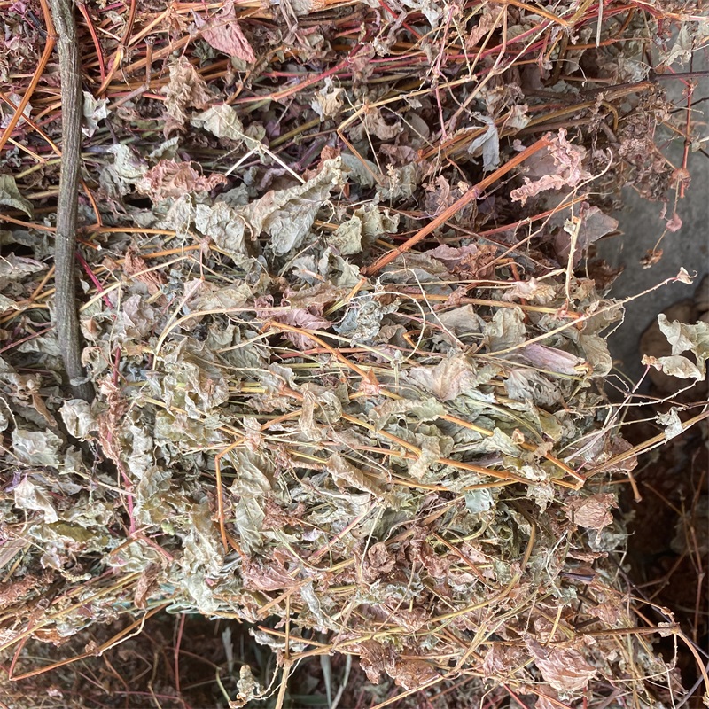 杠板归蛇缠腰洗澡止痒不痛去湿热