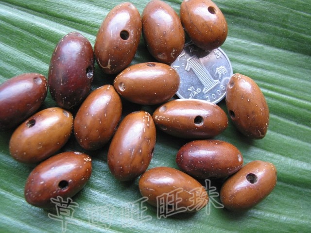 diy原籽紫金鼠散珠菩提籽种特价