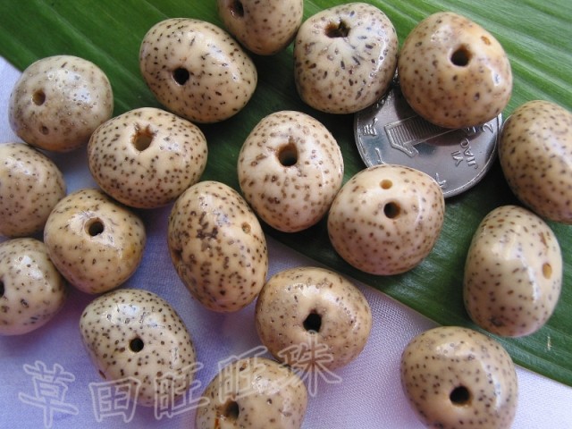 diy原籽元宝散珠菩提籽种特价