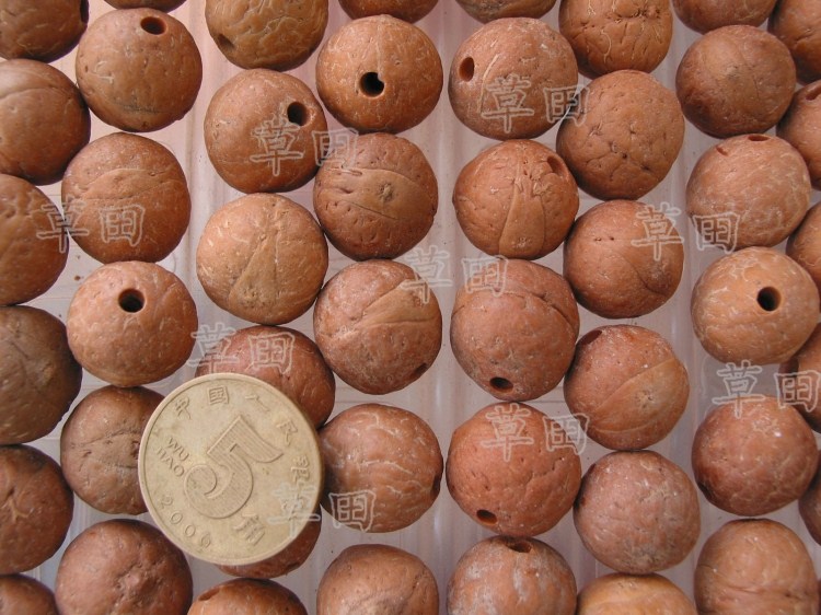 原籽凤眼菩提籽种diy散珠特价