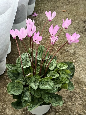 波斯仙客来盆栽室内花卉四季花阳台室内盆栽观花植物