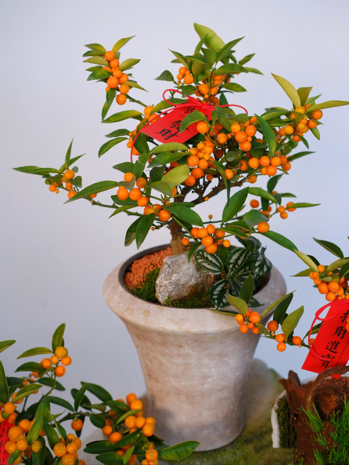 小金豆盆栽带果冬季耐寒植物绿植