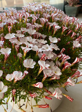 Ob酢浆草爆盆花观花三叶草炸酱草多年生秋植庭院花卉好养易活盆栽