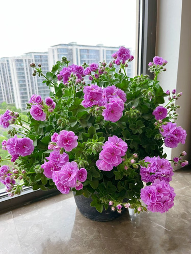 天竺葵花苗垂吊天竺葵苹果碗天使之眼四季盆栽阳台花卉植物好养